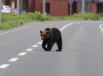 De Japanse stad Utsunomiya heeft alle lessen opgeschort na een waarneming van een zwarte beer op straat