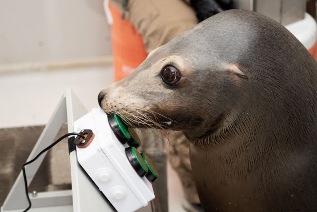 U.S. Navy trains sea lions to play video games