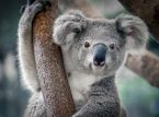 Claude de koala heeft in zijn eentje geprobeerd de Koalapopulatie te ondermijnen