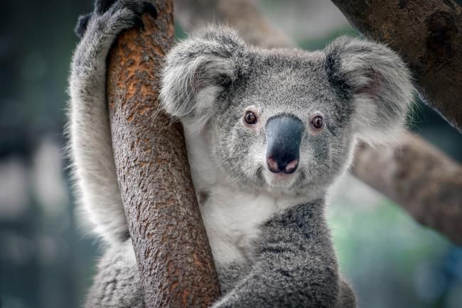 Claude the koala single-handedly tried to undermine the koala population