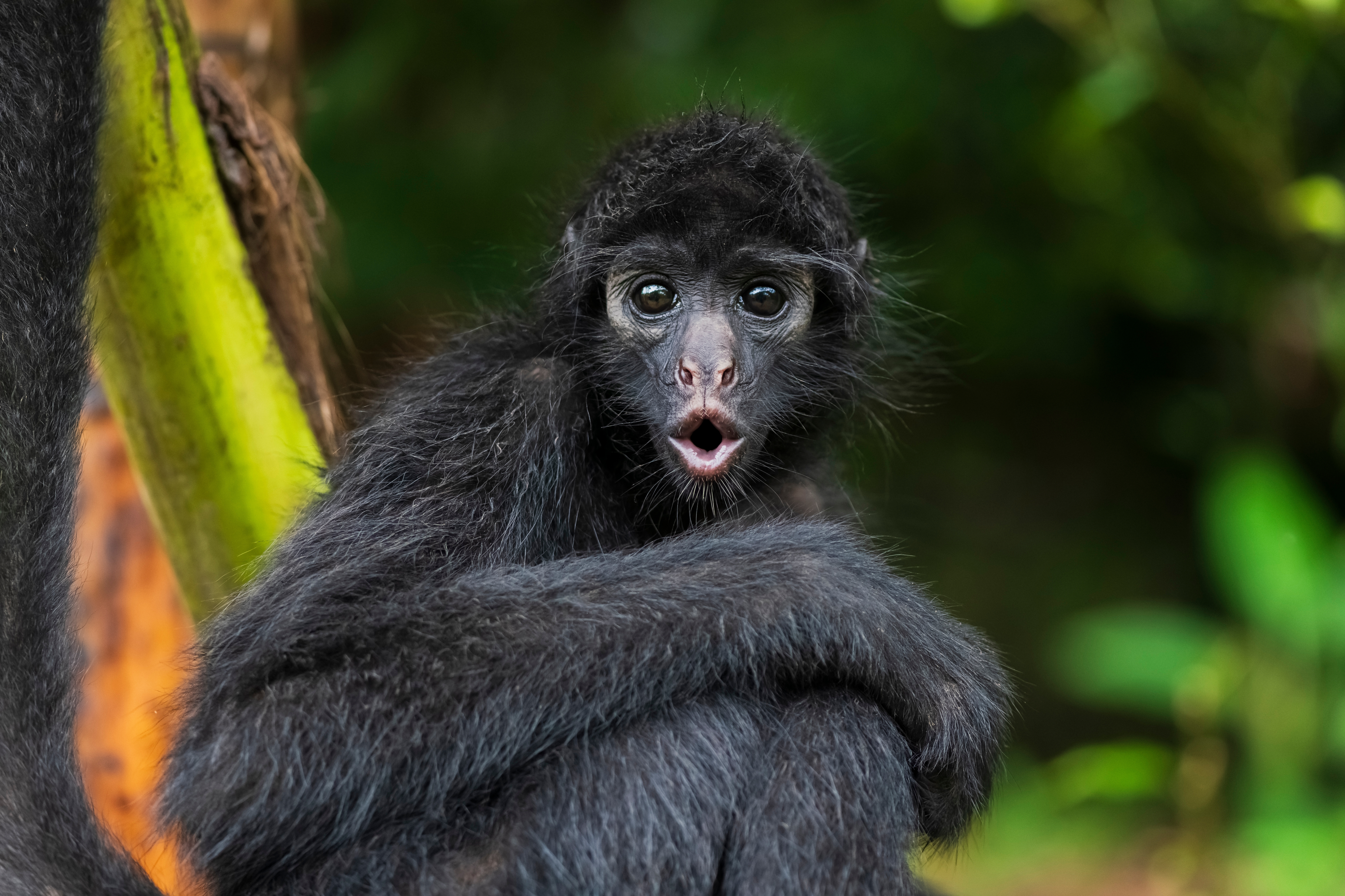 Costa Rica voert de eis in voor wildovergangen om wilde dieren te beschermen