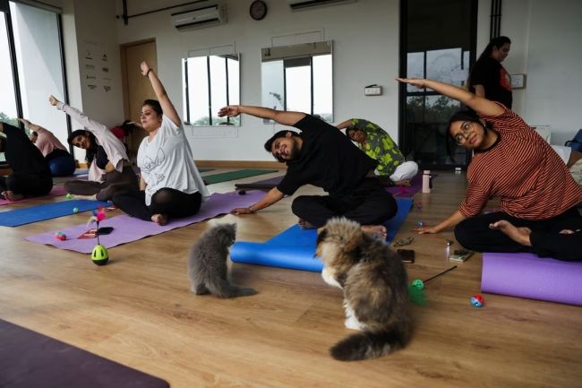 This new yoga studio makes exercise more interesting by adding kittens